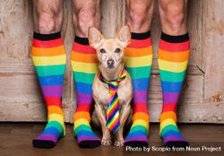 Dog wearing rainbow tie with two people's feet wearing rainbow socks 4jdPJ0