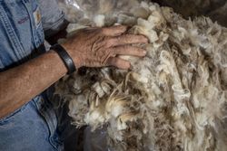 Close up of woman farmer’s hands touching Merino sheep wool 5rlmPb
