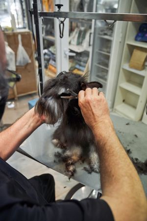 Crop man doing haircut for dog with scissors