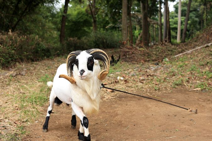 Sheep with Stunning Horn from West Java