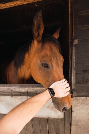 Person petting chestnut horse in wooden stable