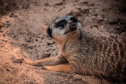 Meerkat