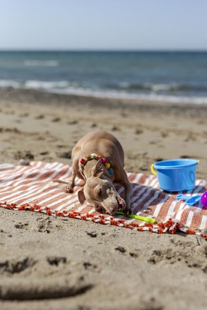 Cute puppy playing on beach in sunny day