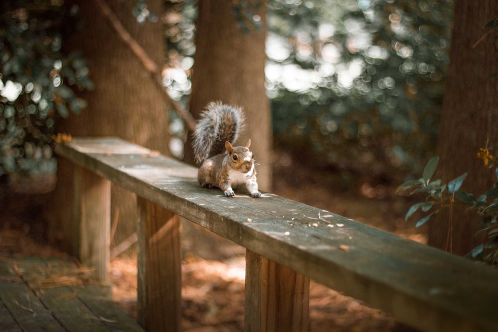 Squirrel on wooden fence