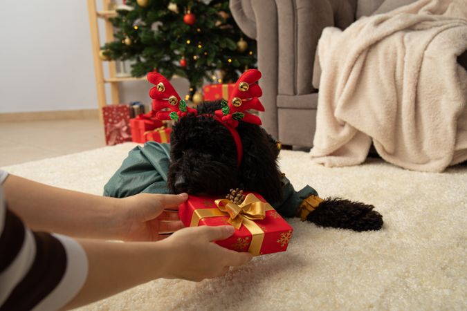 Concept of Merry Christmas, funny Christmas dog