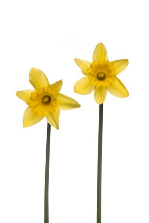 Two Daffodils at a light background