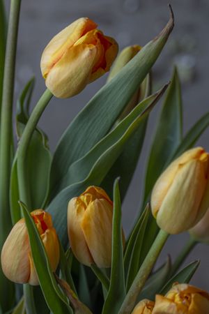 Bouquet of tulips on ground, vertical