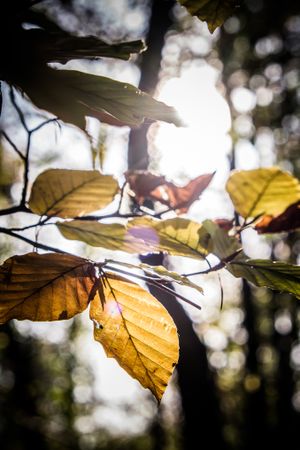 Translucent colorful leaves in a sunny forest, vertical
