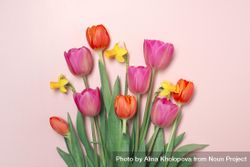Tulips & daffodils on pink background 4dzZD0