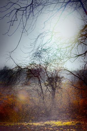 Thin trees in a field on a hazy day, vertical