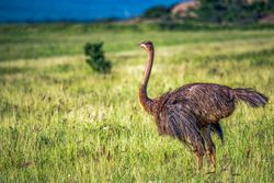 East African Masai Ostrich in Tsavo, Kenya