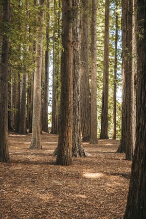 Coniferous tress at forest of New Zealand