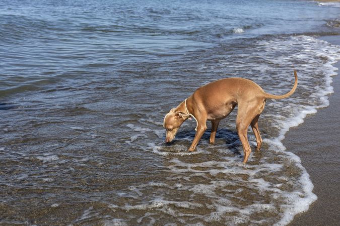 Puppy playing in water of seaside