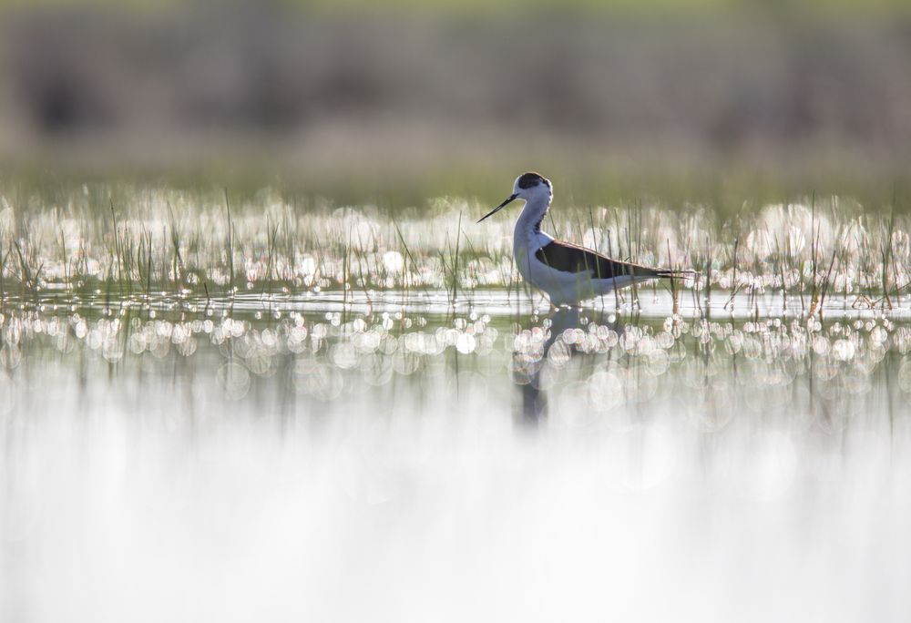 Wild bird walking on water