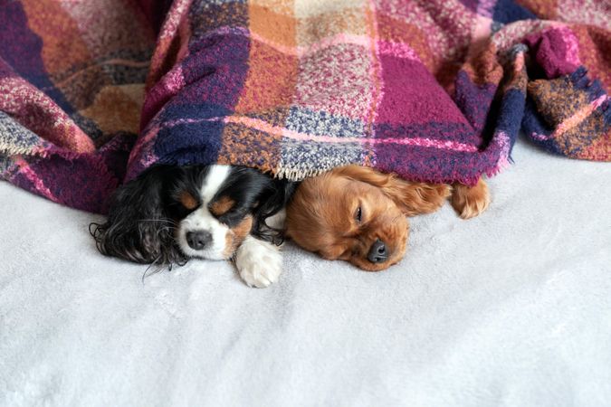 Two cavalier spaniels sleeping under purple blanket