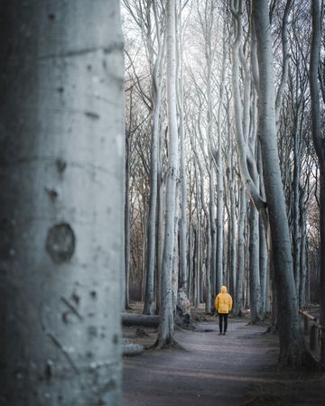 Person in yellow hoodie standing between leafless tall trees