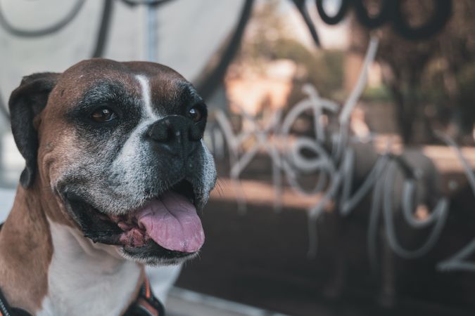 Portrait of dog spending time in street
