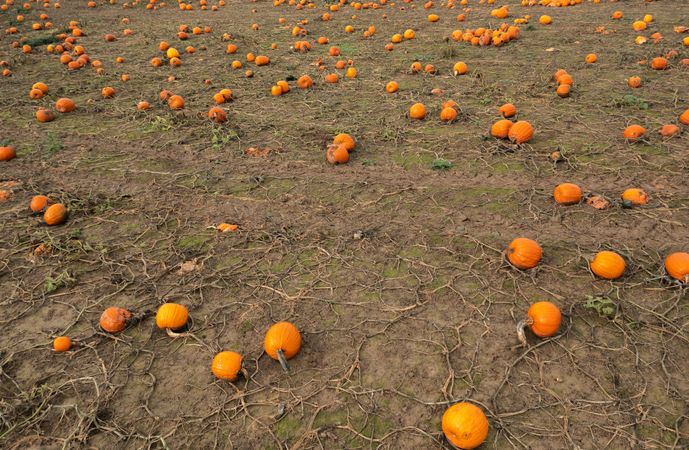 Drone image of ripe pumpkins on the field in Stuttgart, Germany
