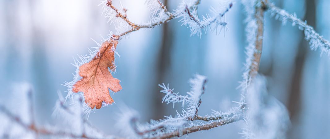 Single autumn leaf on an icy branch, wide