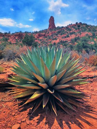 Agave in Arizona desert landscape