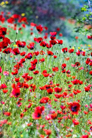 Red poppy flowers in a meadow, vertical