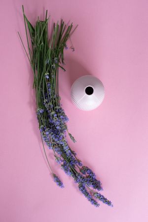 Lavender flower flat lay on a pink background