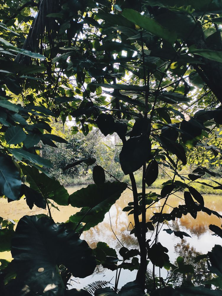 Serene Lakeside Vista Through Lush Tropical Foliage: A Tranquil Nature Escape