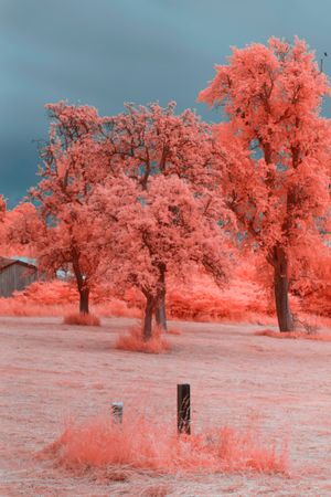Infrared trees near suburban houses