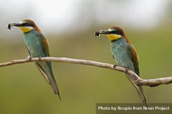Two European bee-eater eating bees beBPN0