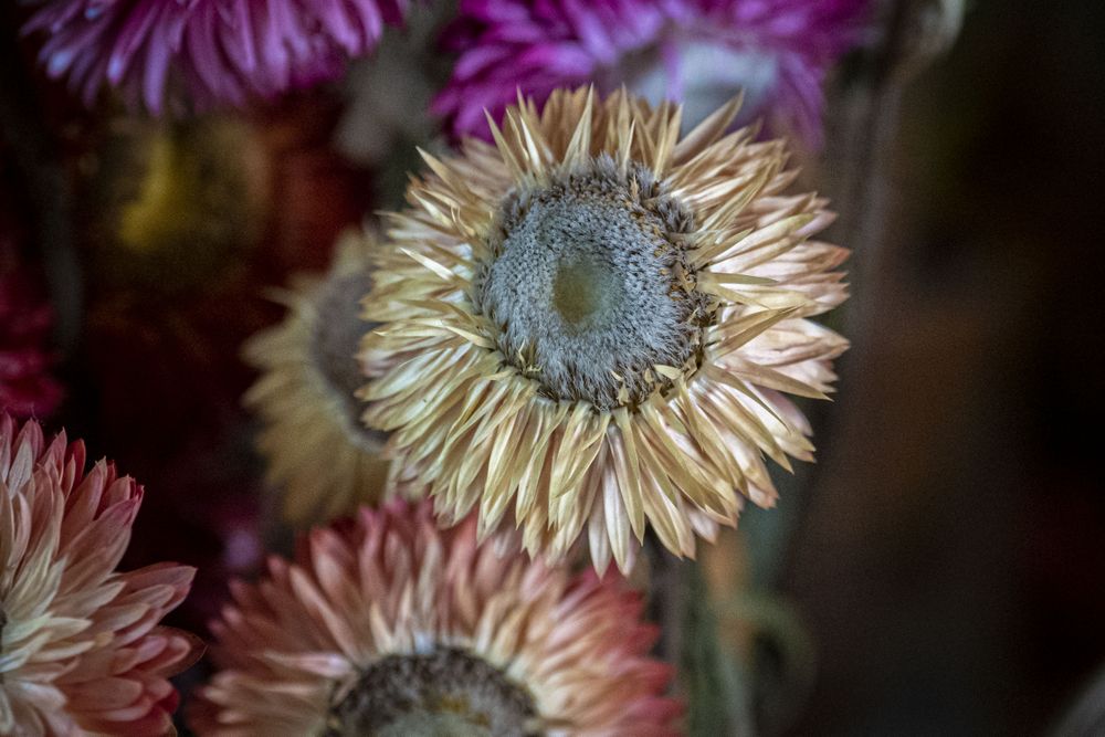 Copake, New York - May 19, 2022: Drying colorful flowers
