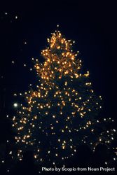 Lit Christmas tree at night 0VyQkb