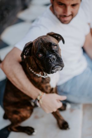 Curious cheeky dog on hands of owner
