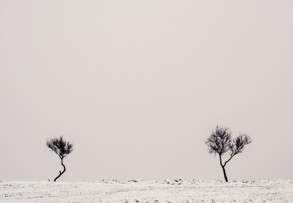 Lonely trees between snowy field and cloudy sky