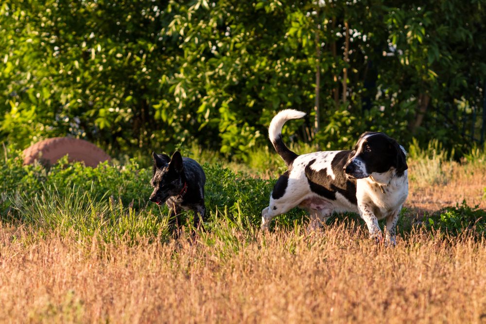 dog and hound running through grassy urban park.