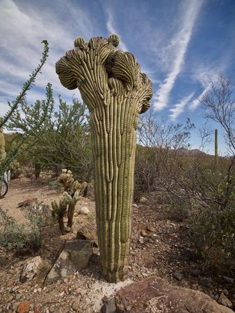 Tall cactus in Arizona-Sonora Desert Museum