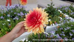 Red and yellow dahlia with hand 0Vq7Nb