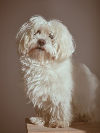 Cute Maltese dog near wall