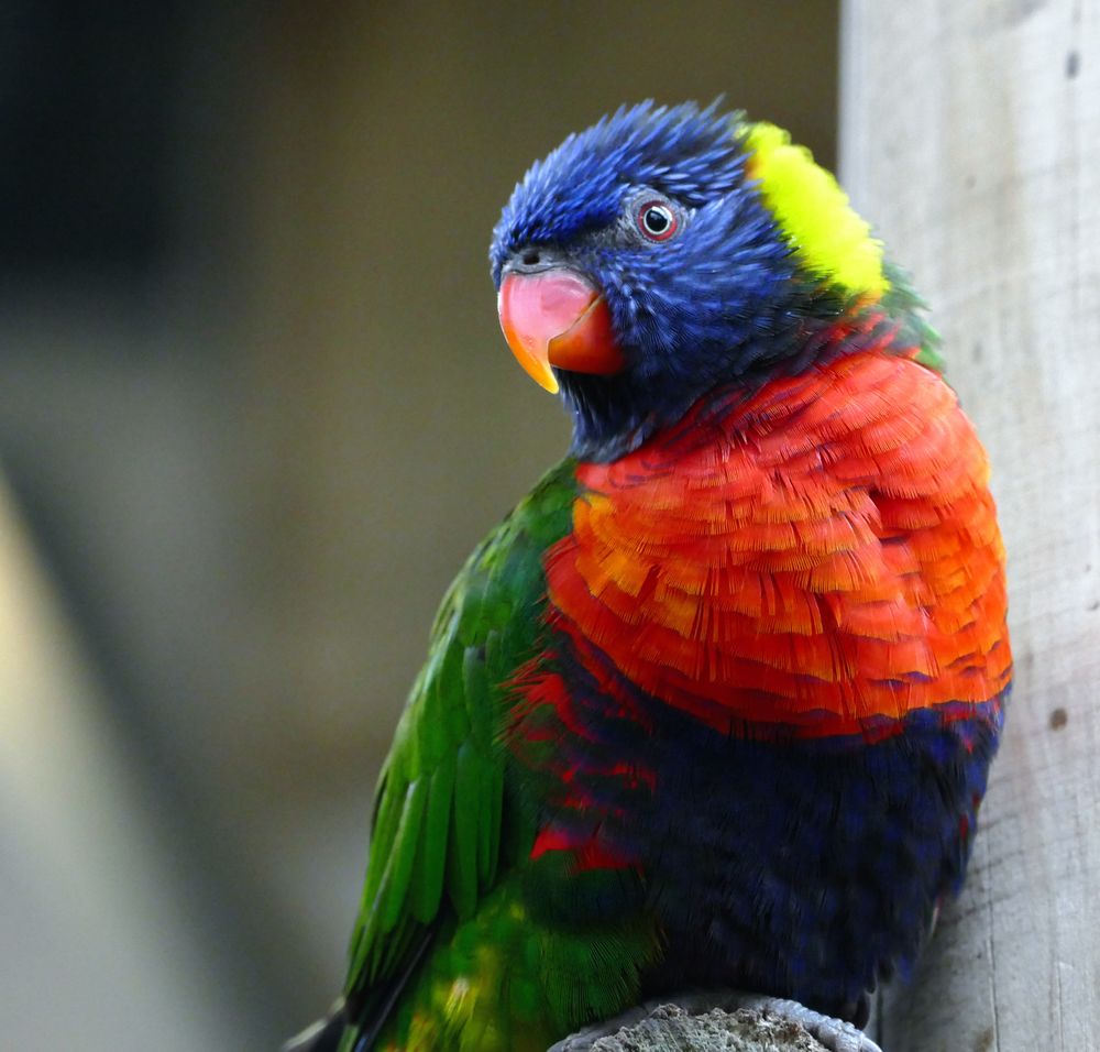 Blue orange green and yellow parrot