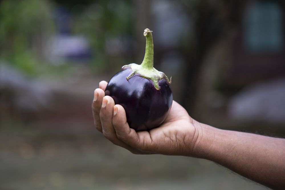 A small eggplant in the farmer's hand with a shallow depth of field