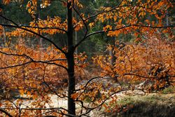 Beautiful golden forest in autumn
