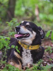 Big dog lying on grass
