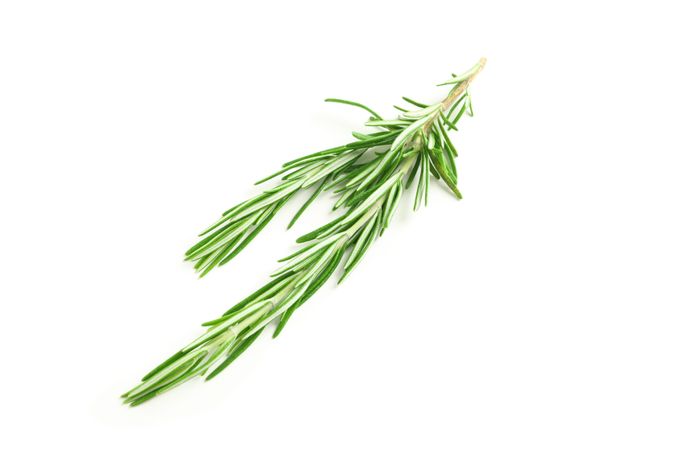 Fresh green rosemary isolated on neutral background