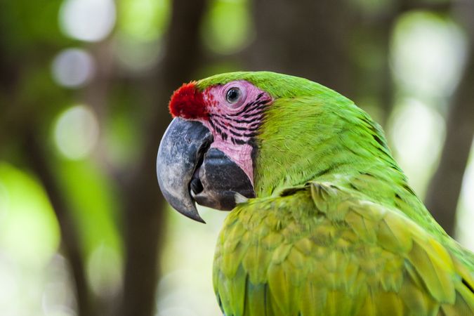 Green and red macaw parrot outdoor