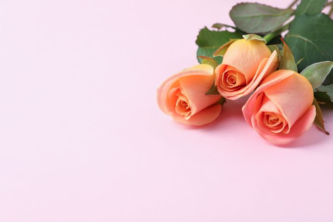 Beautiful fresh pink roses on pink background, closeup