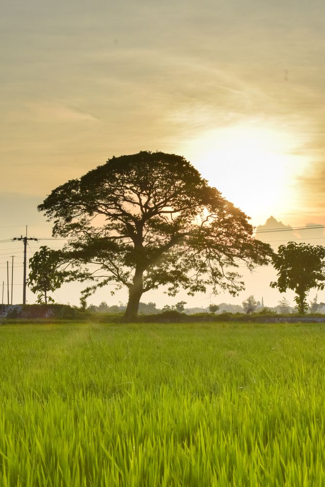 Beautiful tree in field at dusk with sunflare