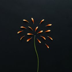 Orange petals and stem on dark background