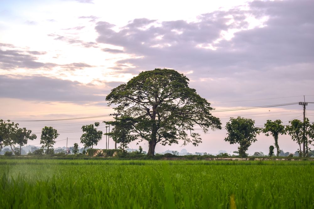 Green agricultural field at dusk