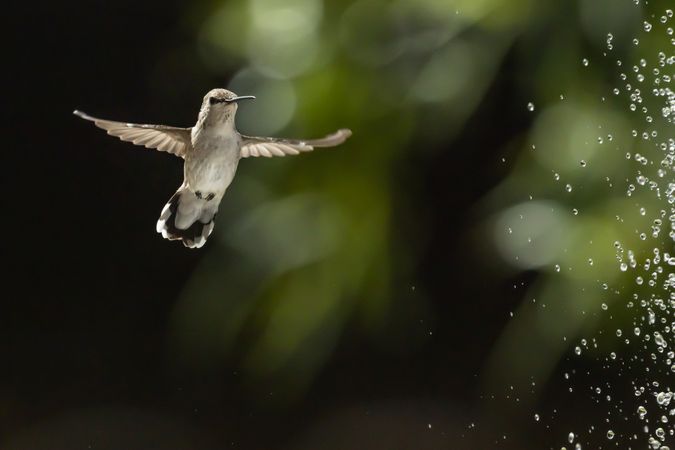 Hummingbird in Flight