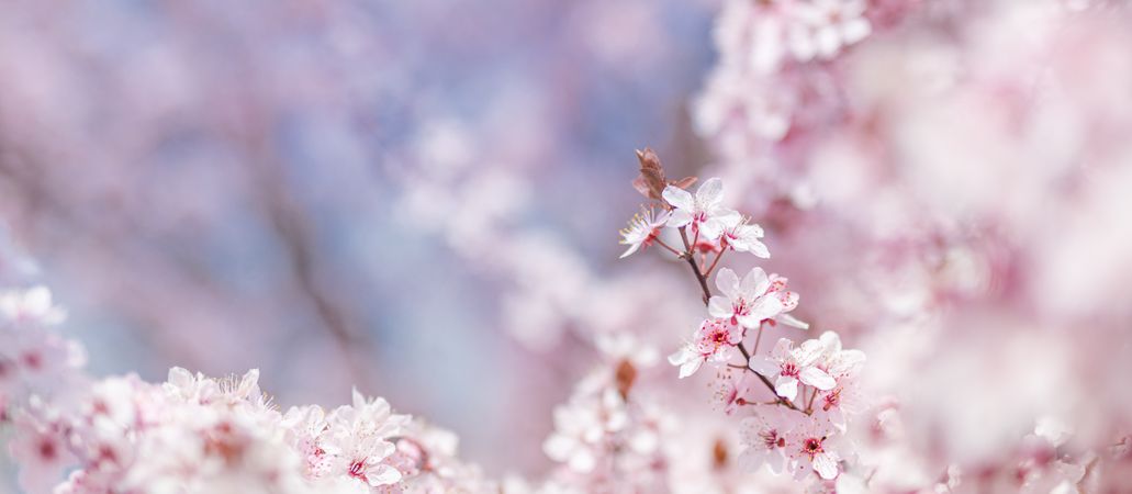 Wide shot of a cherry blossom tree with many flowers