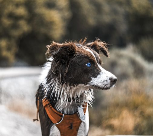 Border collie dog on road